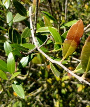 phillyrea_latifolia_xylella_705x470