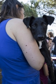 Feira de Adoçao de Animais de outubro 