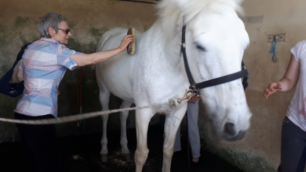 PMSS 60+ | Terapia com cavalos 60+